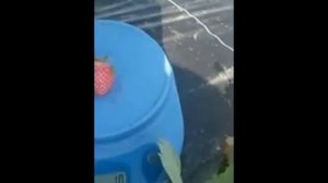 ФРАГОЛА БЬЯНКА. Белая клубника. Обзор сигнального плодоношения.
