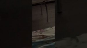 Пирожок