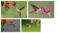 Pollination Syndromes: Bees, Birds, and Bats