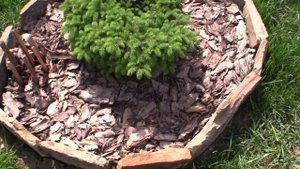 Ель канадская Коника (Picea glauca Conica)