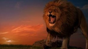 Музыка-Дикая лвица 🦁🦁🦁