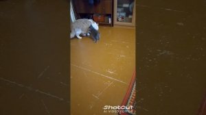 котики, смешные котики.