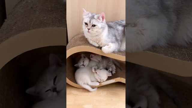 Котята напрыгались и спят вместе с мамочкой кошкой Кайли.