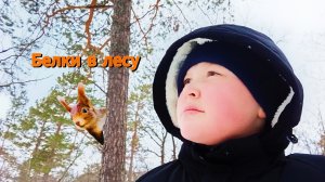 Ищем белок в лесу и кормим их