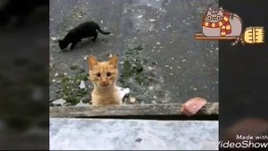 Песня вот моя спина вот моё плечо