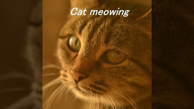 Мяуканье домашней кошки