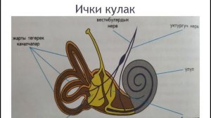 Табият таануу Кантип угабыз?Кулак 5- класс