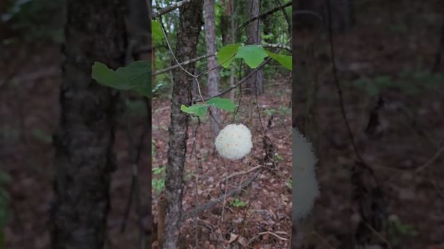 ЧТО ЭТО ЗА ДЕРЕВО ЧТО ЗА ШАРИКИ ?? США смотреть онлайн