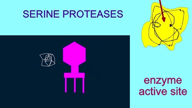 DIGESTIVE ENZMES: TRYPSIN IS A SERINE PROTEASE смотреть онлайн