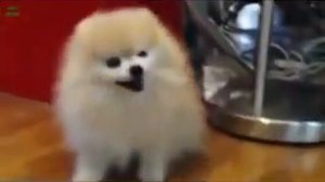 Животный чихают! Усаться!