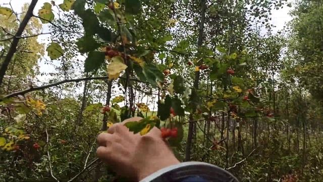 Боярышник – последняя ягода этого лета. Поехали на разведку за опятами, а набрали вкусную Боярку