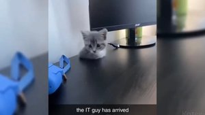 Смешные коты заокеанья, 1. Короткая версия