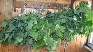 За вениками