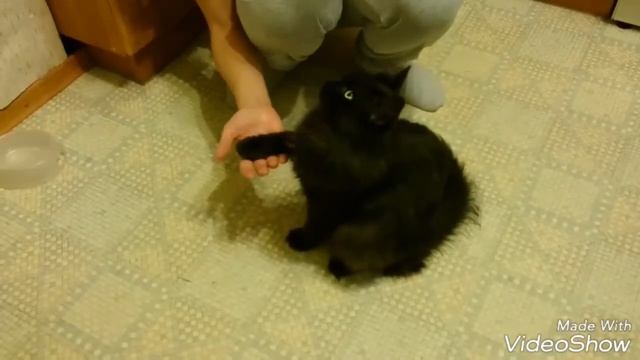 Шок!!! Дрессированный кот!!! Даёт лапу, садится... смотреть онлайн