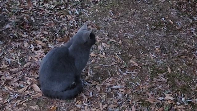 КУПИЛ ДЖИП ВНУКАМ / СЕРЫЙ / ОВЧАРКИ / БЕЛКИ В ЛЕСУ // АМЕРИКА смотреть онлайн