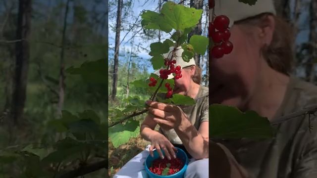 Сбор красной смородины