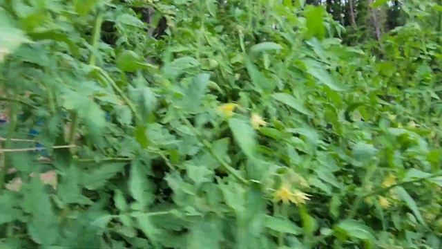 ЗВЕРИ СЖИРАЮТ МОЙ ОГОРОД / ДЕРЕВЕНСКАЯ ЖИЗНЬ В АМЕРИКЕ / ПЕВЧИЕ МУХИ смотреть онлайн