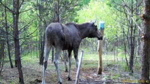 Лоси атаковали наши солонцы или фотоловушка в действии.