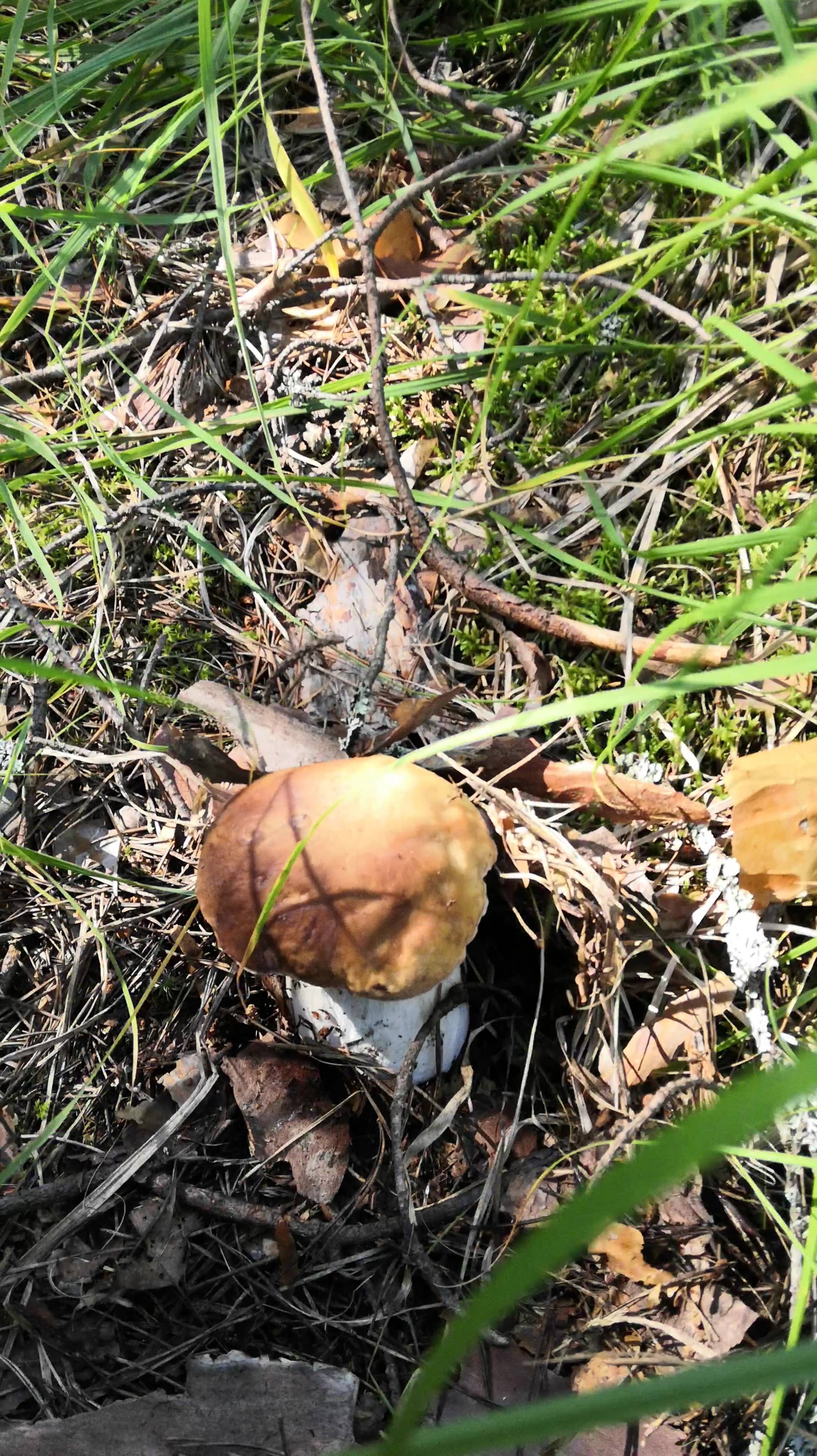 Грибы на болоте. Где лучше искать белые в сухую погоду? смотреть онлайн