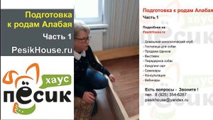 Подготовка к родам Алабая Часть 1 на Песик Хаус | PesikHouse.ru