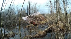 Подсадная утка и охота с ней #6. Удачная охота весной на селезня кряквы. Как добыть селезня весной.