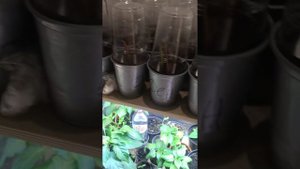 Укоренение черенков голубики в квартире зимой. Часть 1