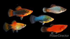 Содержание и уход пецилий