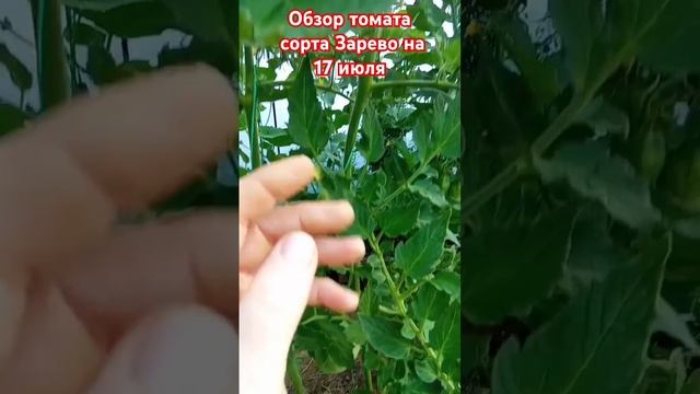 Обзор томата сорта Зарево за лето. 17 июля. #огород #помидоры #дача #овощи