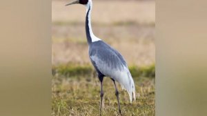 Цикл весенне-летних праздников  ч.2/видео лекция