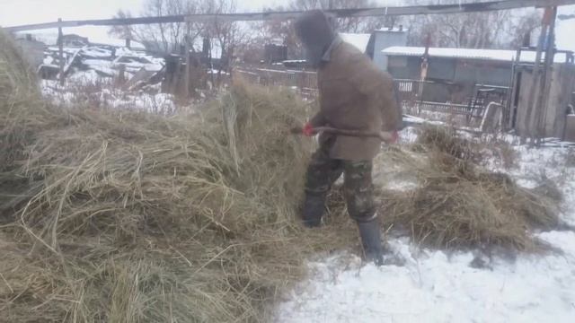 Чтобы жить в деревне, нужно иметь лошадиное здоровье.))) Доставка сена вручную. Потеряевка 2020.