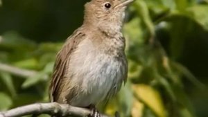 Соловей московский