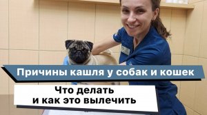 Причины кашля у собак и кошек. Что делать и как это вылечить