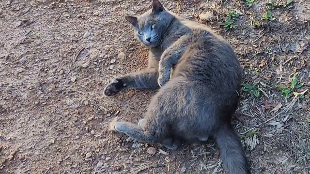 У НАС В ДЕРЕВНЕ ПОЧТИ ЛЕТО / ПТИЧКИ ПОЮТ ЛЯПОТА / США смотреть онлайн