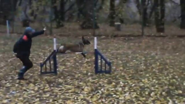 AGILITY "СЕРЕБРЯНЫЙ БОР" ОСЕНЬ M2U01535 смотреть онлайн