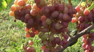 Виноград Овация