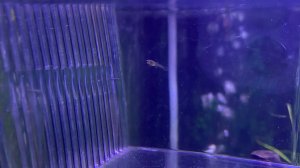 Пытаюсь понять чей малек