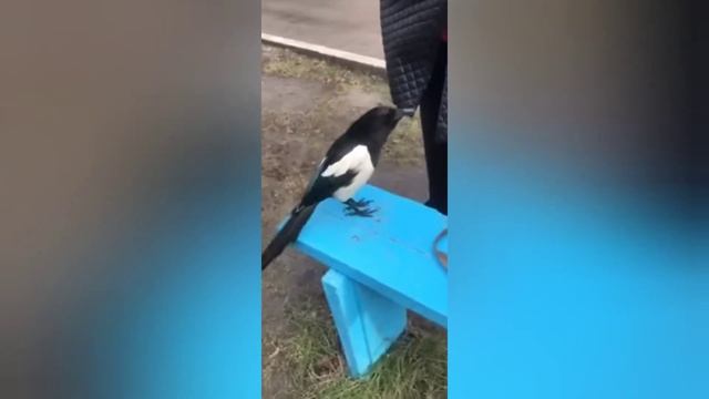 Говорящая сорока смотреть онлайн