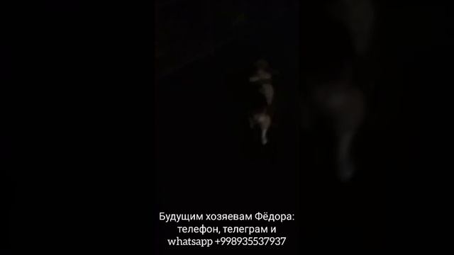 Пёсель ищет дом! 35-я серия. Сняли швы. Ура! смотреть онлайн