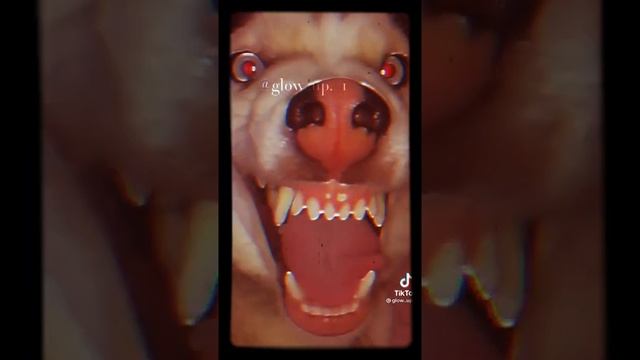 сначала собака милая а потом ана стала злой смотреть онлайн