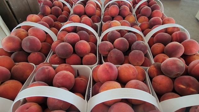 ЛЕС ГРИБЫ ОБЗОР БАЗАРА КАФЭ ДОМАШНЕЕ МОРОЖЕНОЕ В АМЕРИКАНСКОЙ ДЕРЕВНИ США смотреть онлайн