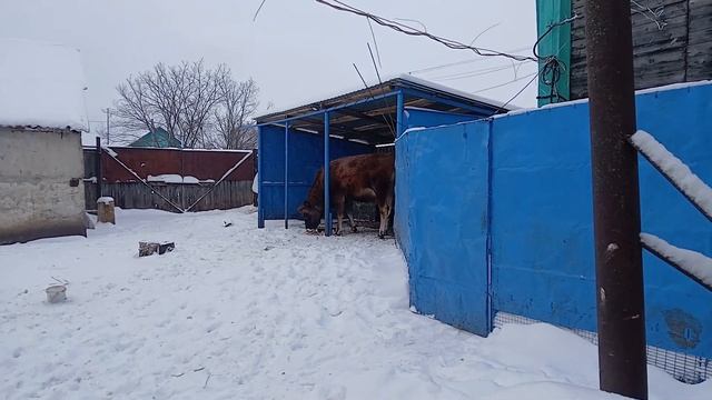 Наши зимние развлечения