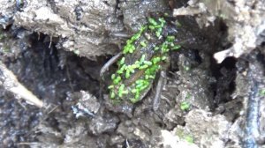 Dragonfly larvae (nymph) with a curious spider