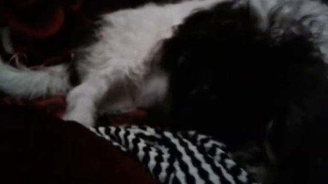 Осторожно,злая собака! смотреть онлайн