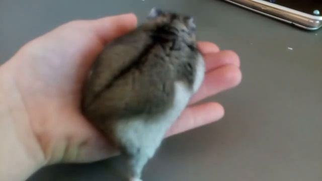 Джунгарский хомячок / Хом'ячок Веселун / Хомячок Веселун / Hamster Veselun