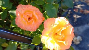 Роза MESSAGE d’Espoir