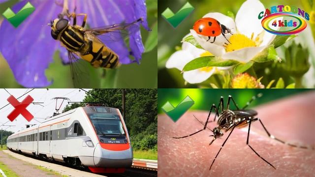 Тесты для детей Развивающее видео про транспорт и животных смотреть онлайн