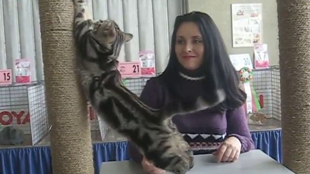 Американская короткошерстная /American Shorthair Породы кошек