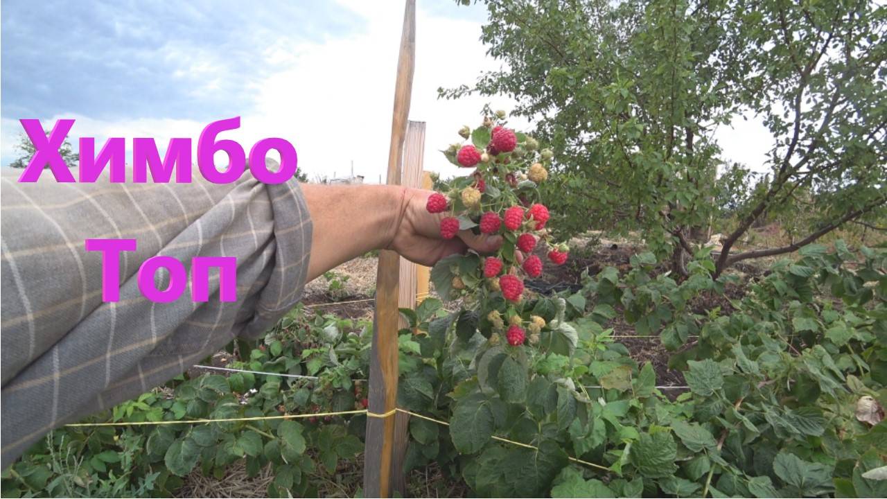 № 22 Ремонтантная малина малина Химбо топ, 21 июля г. Оренбург смотреть онлайн