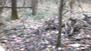 Охота на куницу капканами Первые куницы нового сезона 2023-2024(охота37)#промысел #