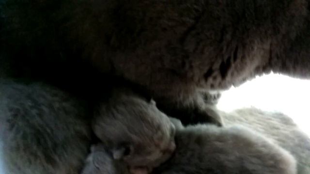 Шотландские котята .Нам 5 дней смотреть онлайн